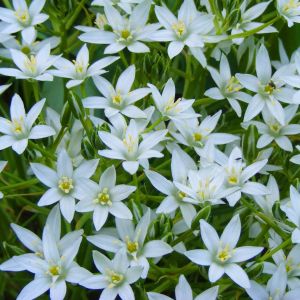 Paradisea liliastrum – Paradise Lily – St. Bruno’s Lily – get a quote