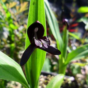 Roscoea scillifolia – Roscoea capitat of gardens – get a quote