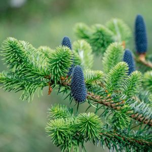 Abies forrestii – Abies delavayi var. forrestii – Abies delavayi var. smithii – Abies georgei – Forrest Fir – get a quote