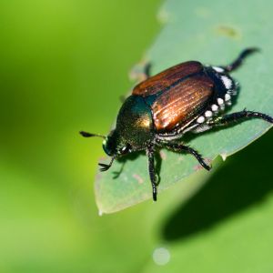 Japanese Beetle – Popillia japonica get a quote