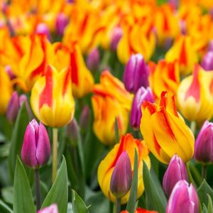 Tulipa ‘Giuseppe Verdi’ – Tulip ‘Giuseppe Verdi’ get a quote