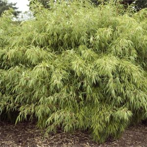 Fargesia rufa – bamboo get a quote