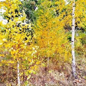 Populus grandidentata – Bigtooth Aspen – Poplar – Cottonwood – get a quote