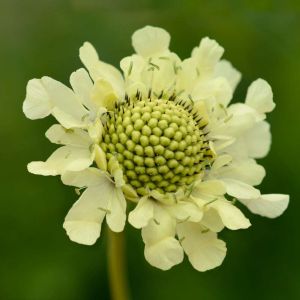 Cephalaria gigantea – Cephalaria tatarica – Scabiosa gigantea – Scabiosa tatarica – Giant Scabious – Yellow Scabious – Tartarian Cephalaria – get a quote