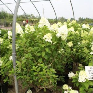 Hydrangea paniculata ‘Limelight’ – Panicle Hydrangea – get a quote