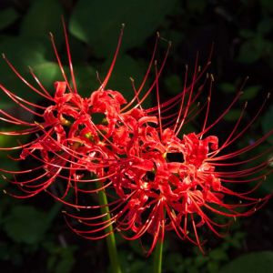 Lycoris radiata – Red Spider Lily – Spider Lily – Surprise Lily – get a quote