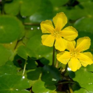 Nymphoides peltata – Limnanthemum nymphoides – Villarsia nymphoides – Water Fringe – Yellow Floating Heart – Floating Heart – Fairy Waterlily – Water Snowflake – get a quote