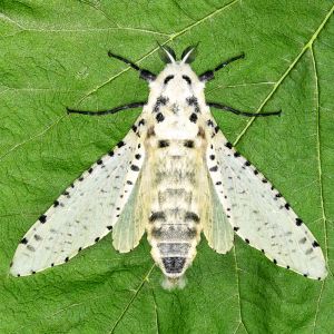 Leopard Moth – Zeuzera pyrina get a quote