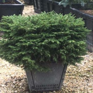 Picea abies ‘Nidiformis’ – Nest spruce – get a quote