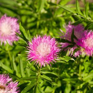 Centaurea dealbata – Persian Cornflower – Hardheads – Knapweed – Cornflower – get a quote