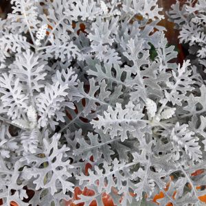 Dusty Miller ‘Silver Dust’ – Jacobaea maritima – Ragwort get a quote