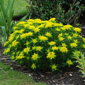 Euphorbia polychroma – Cushion spurge – get a quote