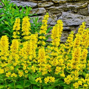 Lysimachia vulgaris – Yellow Loosestrife – Loosestrife – get a quote