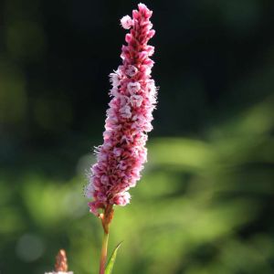 Persicaria affinis ‘Superba’ – Polygonum affine – Himalayan Knotweed – Aconogonon – Bistorta – Polygonum – Tovara – Fleeceflower – Knotweed – get a quote