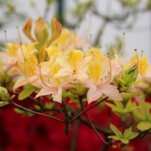 Rhododendron ‘Daviesii’ – Azaleas – get a quote