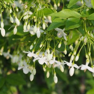 Styrax japonicus – Japanese Snowbell – Japanese Snowdrop Tree – Snowbell Tree – Snowbell – get a quote