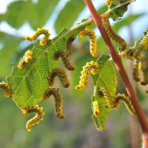 Mountain Ash Sawfly – Pristophora geniculate get a quote