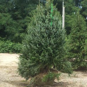Picea Norway spruce – get a quote