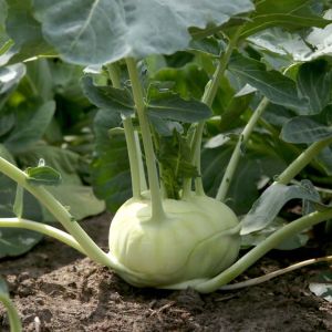 Kohlrabi White get a quote