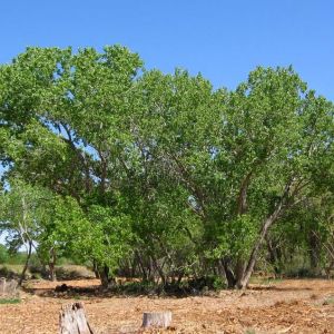 Populus deltoides – Aspen – Poplar – Cottonwood – get a quote