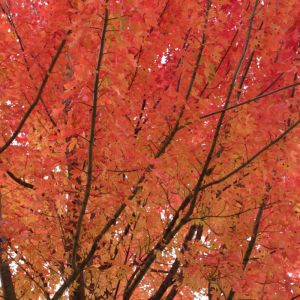 Acer rubrum ‘Franksred’ – Red Sunset Red Maple – Maple get a quote