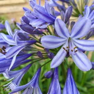 Agapanthus ‘Blue Yonder’ – Blue Yonder Agapanthus – get a quote