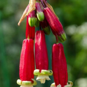 Dichelostemma ida-maia – Brodiaea ida-maia – Firecracker Flower – Californian Firecracker – Brevoortia – get a quote