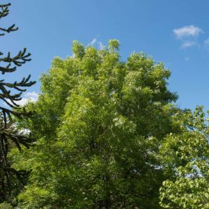 Fraxinus excelsior ‘Jaspidea’ – Common Ash – European Ash- Ash – get a quote