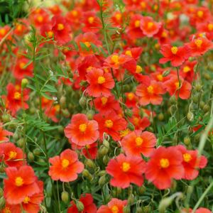 Helianthemum ‘Henfield Brilliant’ – Rock Rose – Sun Rose – get a quote