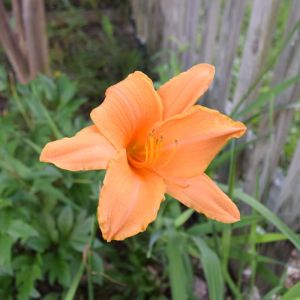 Hemerocallis ‘Ruffled Apricot’ – Daylily ‘Ruffled Apricot’ get a quote
