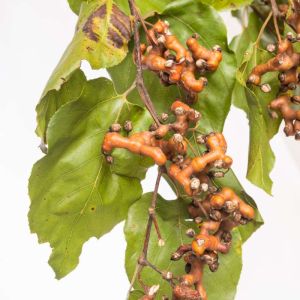 Hovenia dulcis – Raisin Tree – Japanese Raisin Tree – get a quote