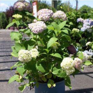 Hydrangea macrophylla ‘Endless Summer’ – Bigleaf Hydrangea – Garden Hydrangea – Florist’s Hydrangea – get a quote