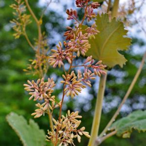 Macleaya cordata – Bocconia cordata – Macleaya – Bocconia – Plume Poppy – get a quote