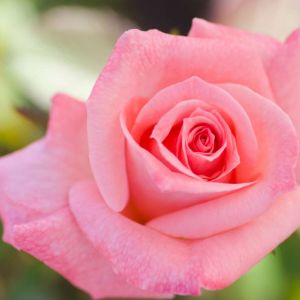 Rosa ‘Cherish’ – Rose ‘Cherish’ get a quote