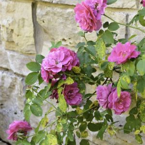 Rosa ‘John Cabot’ – Rose ‘John Cabot’ get a quote