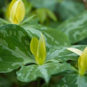 Trillium luteum – Yellow Trillium – Wood Trillium – Trillium Sessile var. luteum – Trinity Flower – Wakerobin – Wood Lily – get a quote
