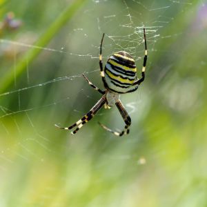 Yellow ariope – Black argiope – Argiope aurantia get a quote