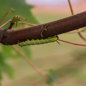 Greenstriped Mapleworm – Dryocampa rubicunda get a quote