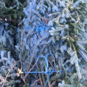 Fraser Fir Branches get a quote