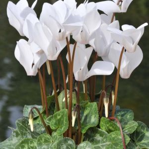 Cyclamen hederifolium f. albiflorum – Cyclamen neapolitanum f. albiflorum – Baby cyclamen – get a quote