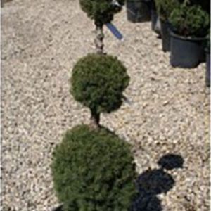 Topiary – 3 balled poodle – Alberta Spruce get a quote