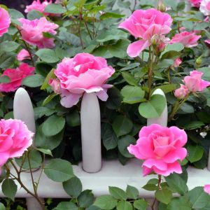 Rosa ‘Knockout Double Pink’ – Rose ‘Knockout Double Pink’ get a quote