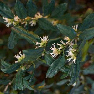 Sarcococca hookeriana var. humilis get a quote