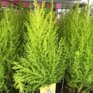 Lemon Cypress Tree – Cupressus macrocarpa ‘Goldcrest Wilma get a quote