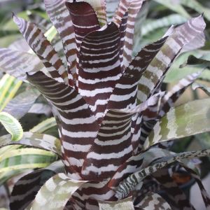 Aechmea ‘Black Chantinii’ – Black Chantinii Bromeliad – get a quote