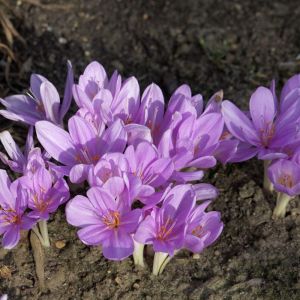 Colchicum byzantinum – Colchicum autumnale ‘Major’ – Autumn Crocus – Meadow Saffron – get a quote