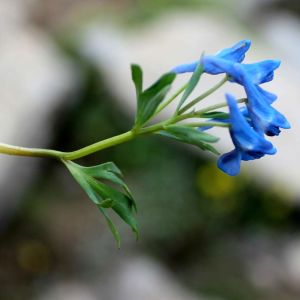 Corydalis cashmeriana – Pseudofumaria – get a quote