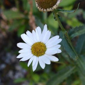 Leucanthemum x superbum ‘Silberprinzesschen’ – Leucanthemum x superbum ‘Little Silver Princess’ – Chrysanthemum maximum of gardens – Chrysanthemum x superbum – Shasta Daisy – get a quote