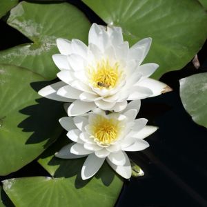 Nymphaea ‘Virginalis’ – Waterlily – get a quote