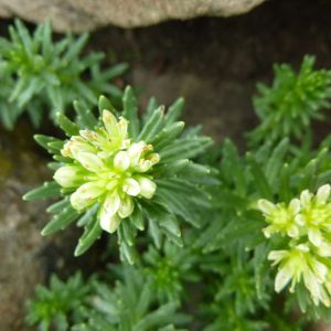 Rhodiola wallichiana – Sedum crassipes – Sedum wallichiana – Roseroot – Golden Root – get a quote